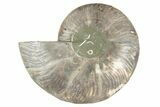 Cut & Polished Ammonite Fossil (Half) - Madagascar #241021-1